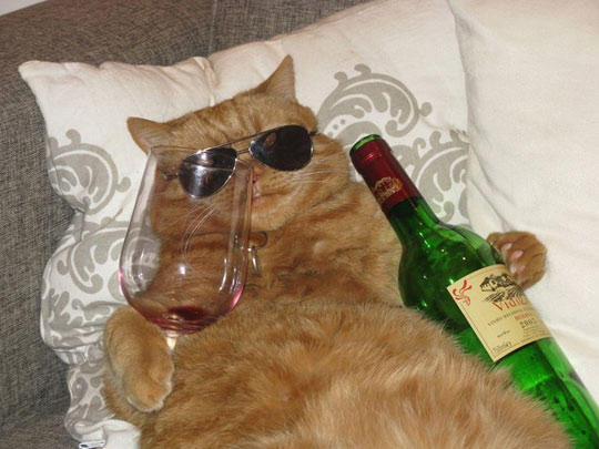 a-funny-cat-glass-wine-bottle